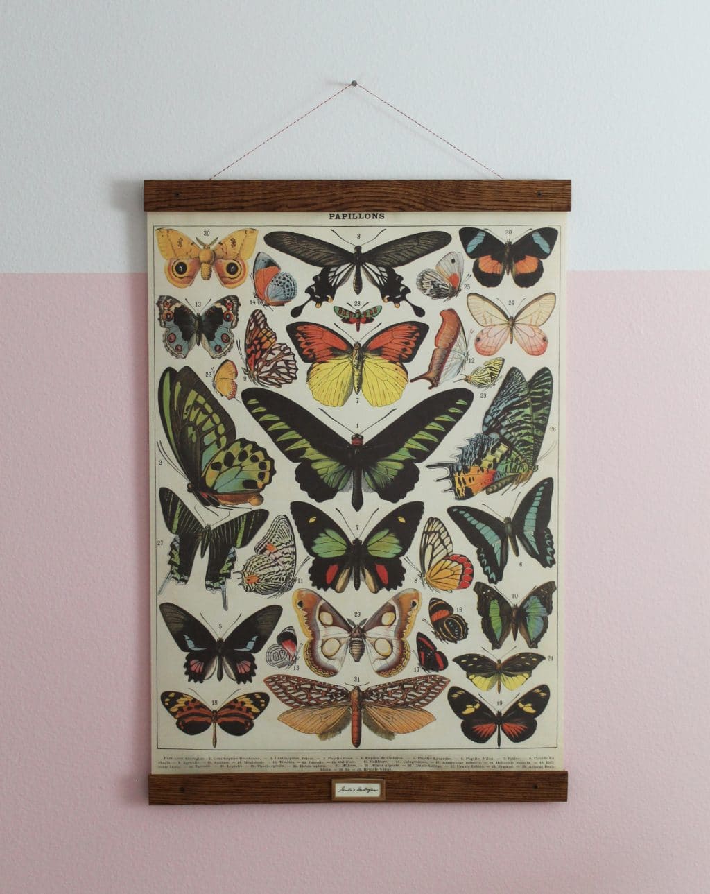Vintage print poster Butterfly for glass frame 90cm 