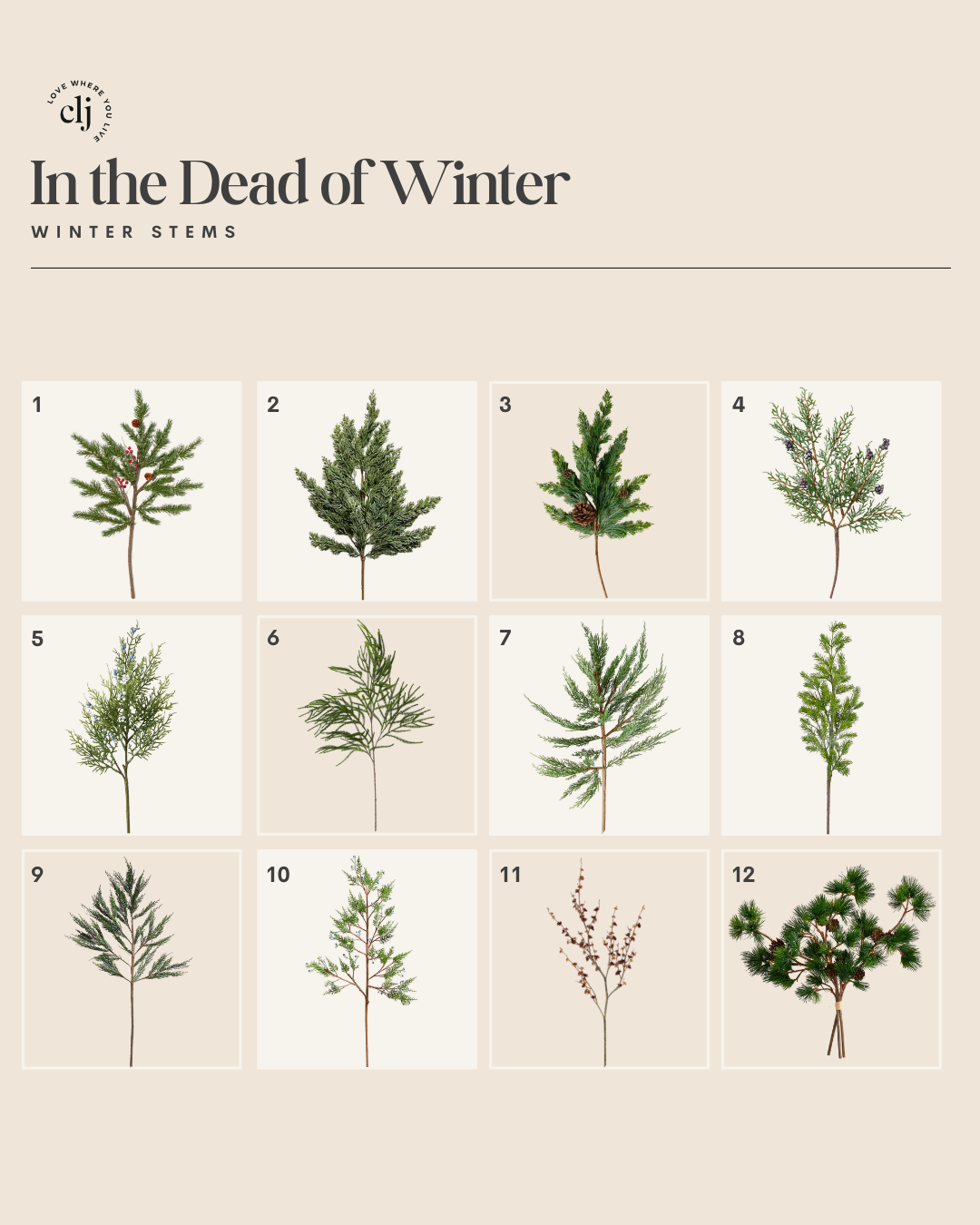 Winter Stems and Branches—A Few of My Favorite Things - Chris Loves Julia